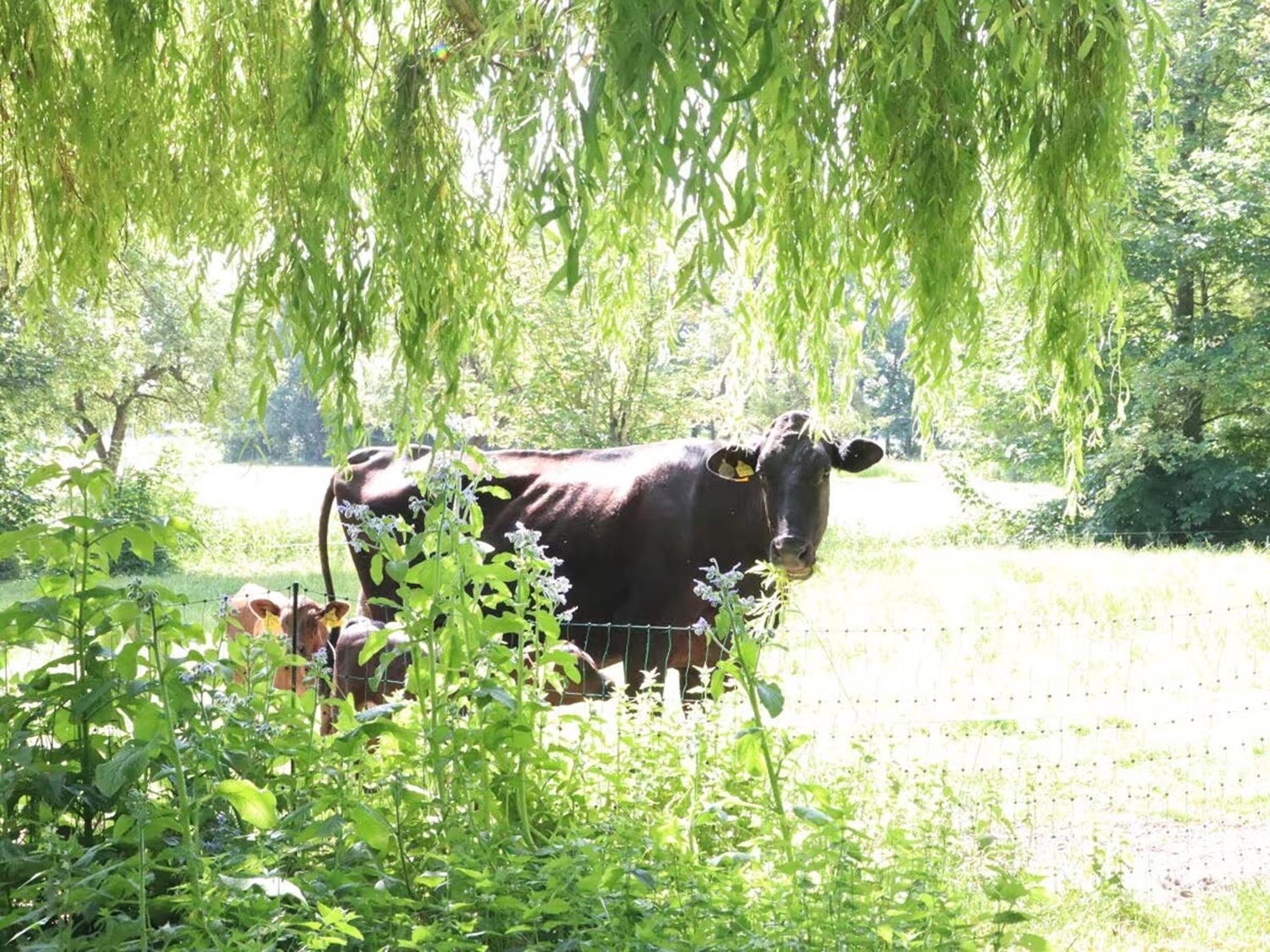 Ferienhaus Heinrichs Cappeler Niederstrich Zewnętrze zdjęcie